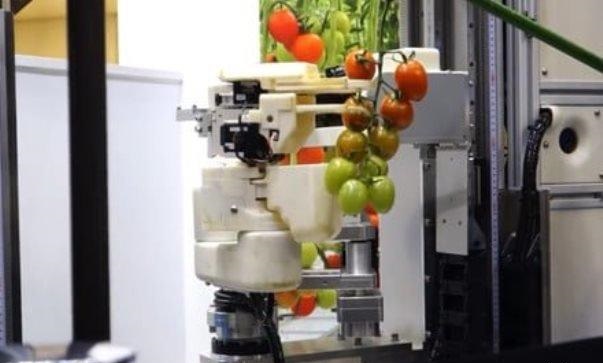 ربات گوجه فرنگی ساخته شد